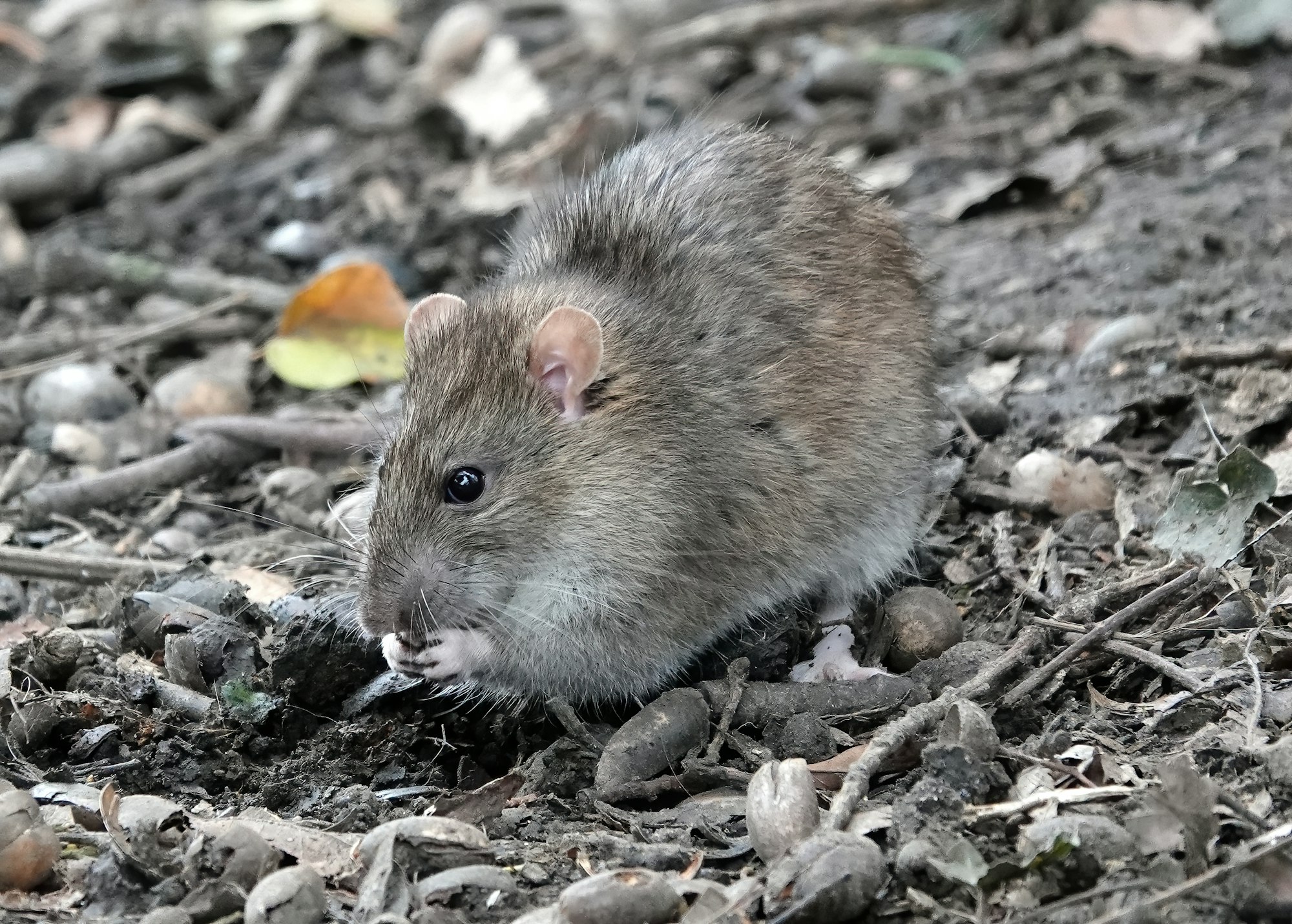 Closeup shot of a brown rat