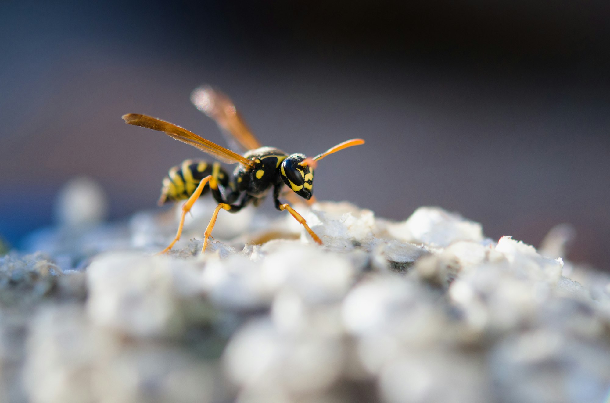 european wasp